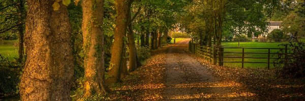 Jesień, Drzewa, Park, Ogrodzenie, Droga