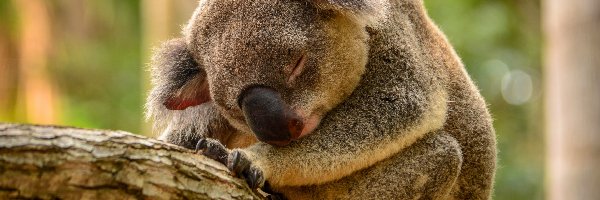 Gałąź, Koala