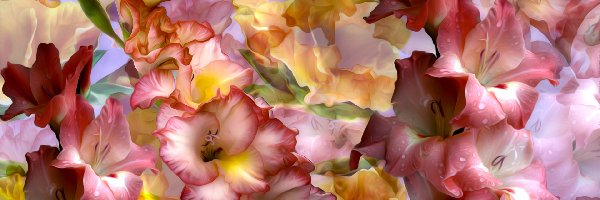 Mieczyki, Grafika, Gladiole, Kwiaty