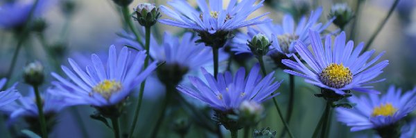Kwiaty, Astry, Niebieskie