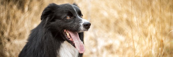 Bokeh, Mordka, Jęzor, Border collie, Pies, Tło, Rozmyte