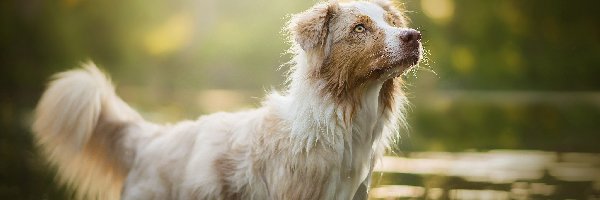 Woda, Border collie, Pies