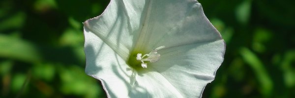 Powój, Kwiat, Przyroda