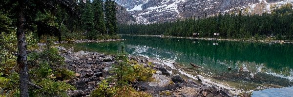 Świerki, Park Narodowy Yoho, Góry Canadian Rockies, Kolumbia Brytyjska, Kanada, Kamienie, Jezioro O’Hara