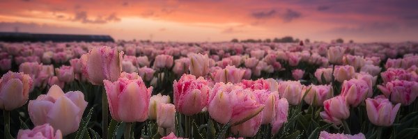 Tulipany, Zachód słońca, Pole, Różowe
