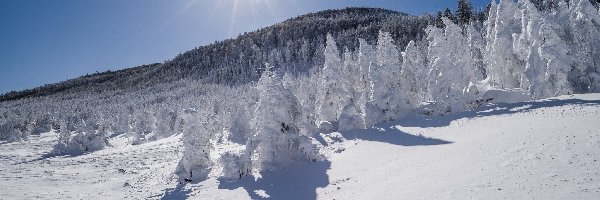 Zima, Wzgórza, Promienie słońca, Drzewa, Ośnieżone