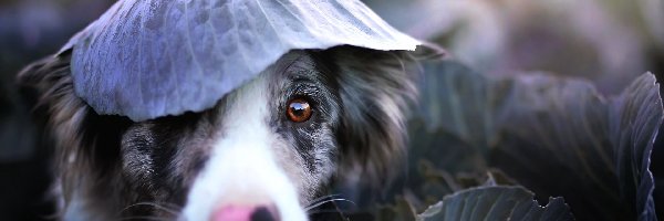 Border Collie, Kapusty, Liść, Pies