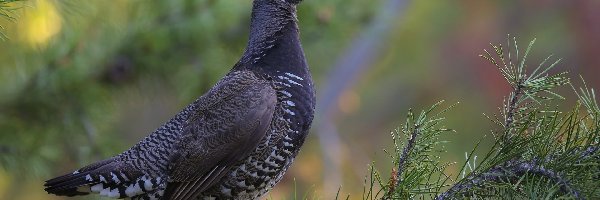 Gałązka, Borowiak kanadyjski, Ptak