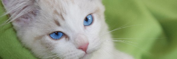 Kot, Niebieskooki, Biały