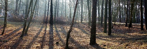 Przebijające Światło, Park, Drzewa