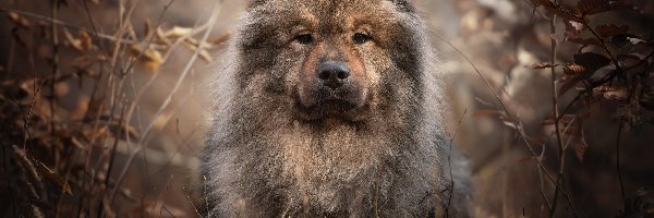 Szpic Eurasier, Gałęzie, Spojrzenie, Pies