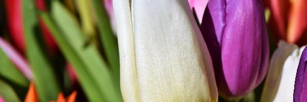Kolorowe, Zbliżenie, Tulipany, Kwiaty