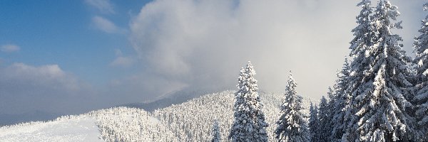 Zima, Chmury, Góry, Las, Świerki