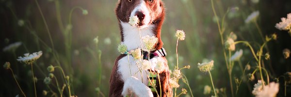 Pies, Border collie, Brązowo-biały, Kwiaty, Łąka