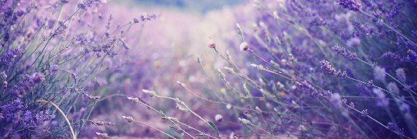 Światło, Trawa, Lawenda