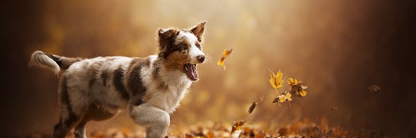 Pies, Border collie, Szczeniak, Liście, Jesień