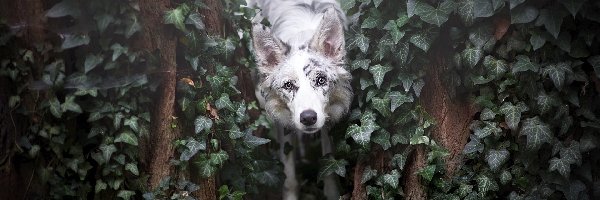 Bluszcz, Border collie