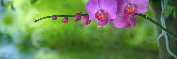 Orchidea, Gałązka, Storczyk, Rozmycie, Pączki