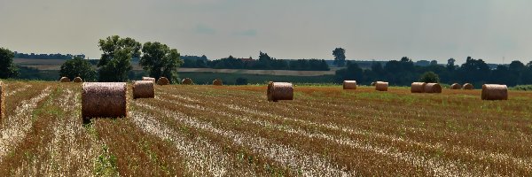 Zboże, Lato, Pole, Zżęte