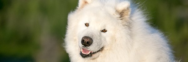 Samojed, Pies