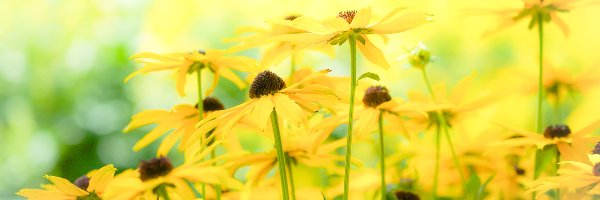 Rudbekia, Kwiaty