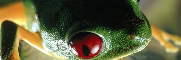 Żaba, Czerwone, Oczy