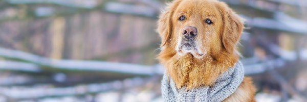 Szalik, Golden Retriever