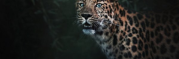 Lampart, Tło, Rozmyte, Leopard