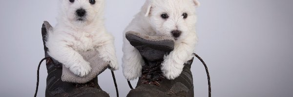 Buty, Szczeniaki, Pieski