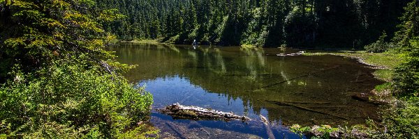 Stany Zjednoczone, Jezioro Summit Lake, Stan Waszyngton, Las, Drzewa