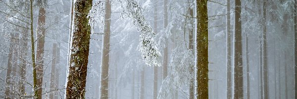 Las, Mgła, Drzewa, Zima