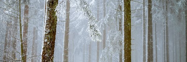 Las, Mgła, Drzewa, Zima