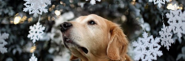 Gwiazdki, Retriever, Świąteczne, Rozmycie, Golden, Biszkoptowy