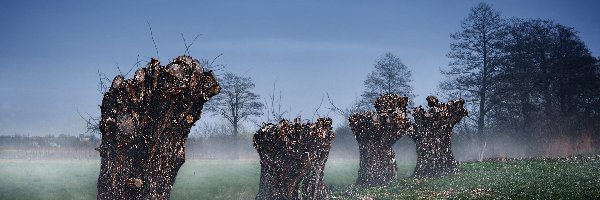 Drzewa, Mgła, Topole, Stare