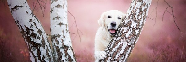 Golden retriever
, Brzoza