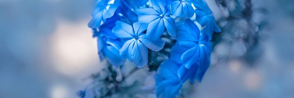 Rozmyte tło, Kwiat, Niebieski