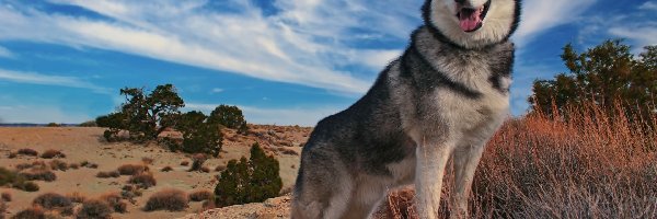 Rośliny, Siberian Husky