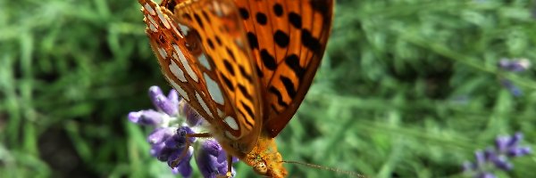 Lawenda, Perłowiec malinowiec, Motyl