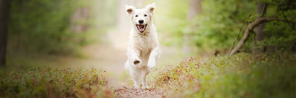 Biegnący, Golden retriever, Pies, Las