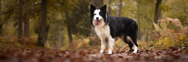 Pies, Las, Border collie, Liście, Drzewa