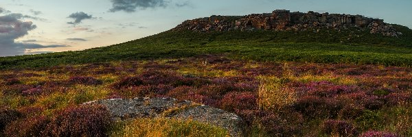 Wrzosy, Wzgórza, Wrzosowisko, Kamienie, Park Narodowy Peak District, Anglia