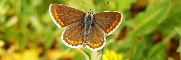 Modraszek agestis, Motyl