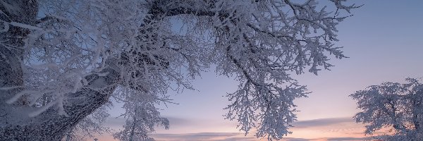 Gałęzie, Ośnieżone, Drzewa, Niebo, Śnieg, Zima