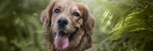 Paprocie, Golden Retriever, Pies