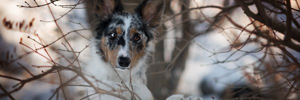 Border collie, Gałęzie, Mordka, Pies