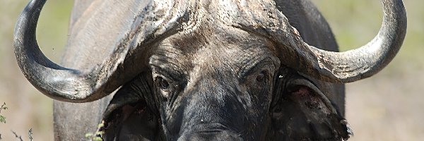 Afrykański, Bawół