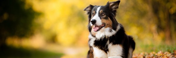 Liście, Border collie, Leżący