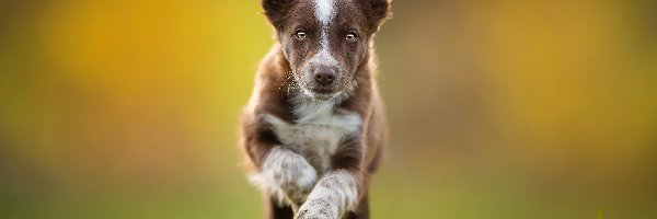 Rozmyte, Bieg, Trawa, Tło, Border collie, Szczeniak