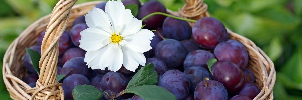 Kosz, Kwiatek, Śliwki