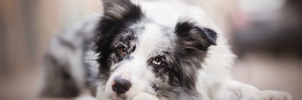 Mordka, Border collie, Pies